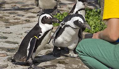 feeding African penguins (Spheniscus demersus)