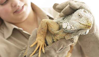 Woman zoologist holding a reptile with gloves