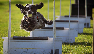 flyball competitive dog training near Garstang Lancashire England