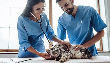 Woman and male vet checking a cats pulse 